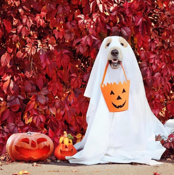 Spooktacular Safety: How to Dress Your Dog for a Safe Halloween Adventure