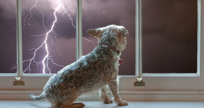 Calm Before the Storm: Helping Your Dog Weather the Tempest